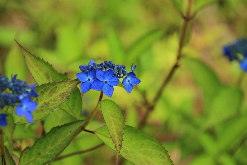 仙台市泉区 七北田ダム湖畔 花自然植物園 泉ボタニカルガーデンに行ってきました 仙台ウェブ 宮城県仙台市のホームページ制作会社