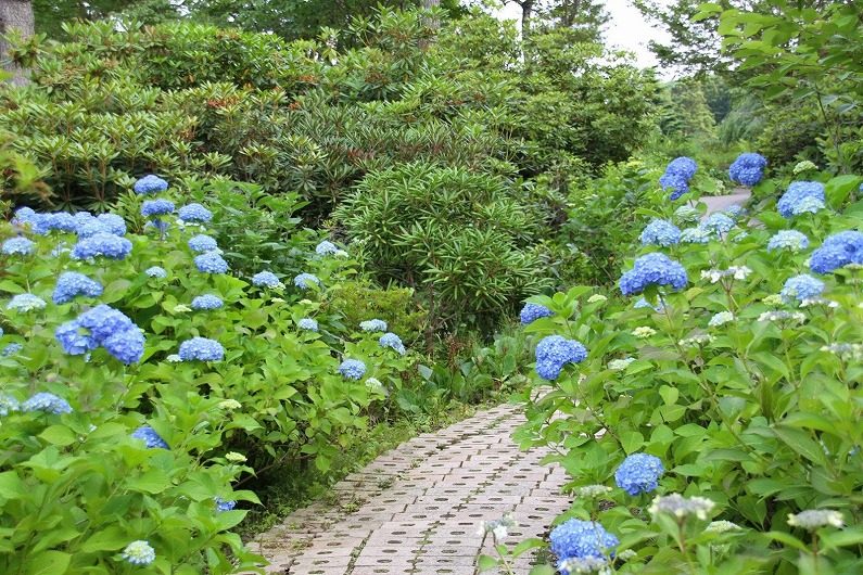 仙台市泉区 七北田ダム湖畔 花自然植物園 泉ボタニカルガーデンに行ってきました 仙台ウェブ 宮城県仙台市のホームページ制作会社